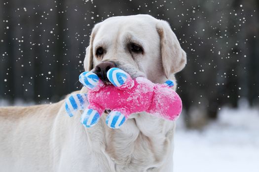 the yellow labrador in the snow in winter with a red toy portrait close up