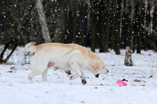 yellow labrador in the snow in winter with a red toy portrait close up