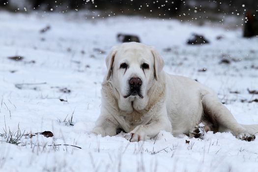 a nice yellow labrador in winter in snow portrait close up