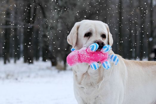 the yellow labrador in the snow in winter with a red toy portrait