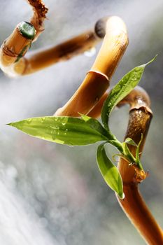 Leaves of a young bamboo on a drying up stalk
