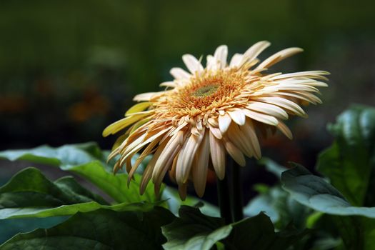 Yellow Gerbera Daisy on Natural Green Background