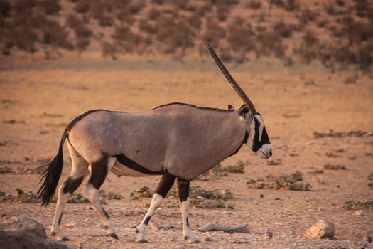 A lone Oryx bull in the dry riverbed of the Auob River in the Kgalagadi Trans Frontier Park. South Africa.