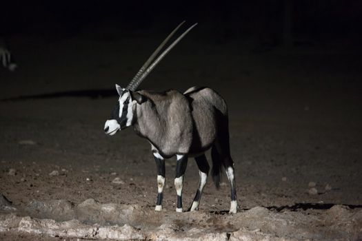 Monochrome Oryx (Oryx gazella) hotographed at nigt at a waterhole. Mata Mata restcamp, Kgalagadi Trans Frontier Park. South Africa.