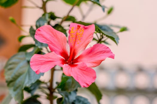 One Chaba flower (Hibiscus rosa-sinensis) chinese rose, red color, on upward direction, blooming in morning sunlight in isolated background. Winter film look, With copy space room for text on left.