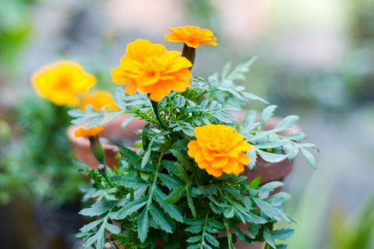Yellow marigold flowers in sunlight. A Tagetes genus or perennial, mostly herbaceous plants in the sunflower family. Blooms naturally in golden, orange, yellow, white colors, with maroon highlights.