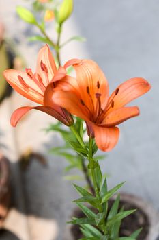 One Trumpet vine or trumpet creeper (Campsis radicans) flower, known as cow itch or hummingbird vine, in bloom with seeds and leaves, growing outdoors in summer. Copy space room for text on both side