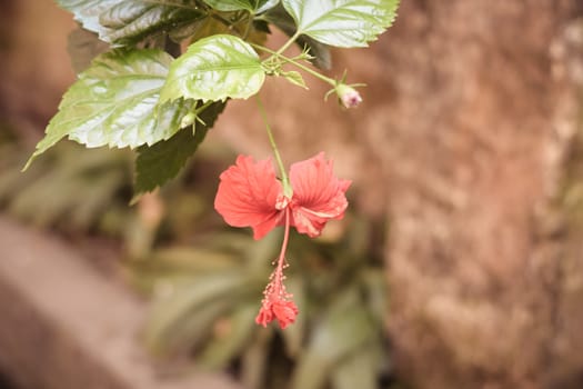 One Chaba flower (Hibiscus rosa-sinensis) chinese rose, red color, hanging downward, blooming in morning sunlight in isolated background. Vintage film look, With copy space room for text on right side