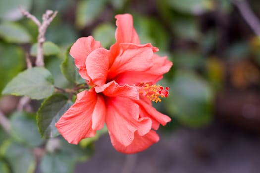 One Chaba flower (Hibiscus rosa-sinensis) chinese rose, red color, blooming during morning sunlight. in tropical garden in green background. With copy space room for text on right side of the image.