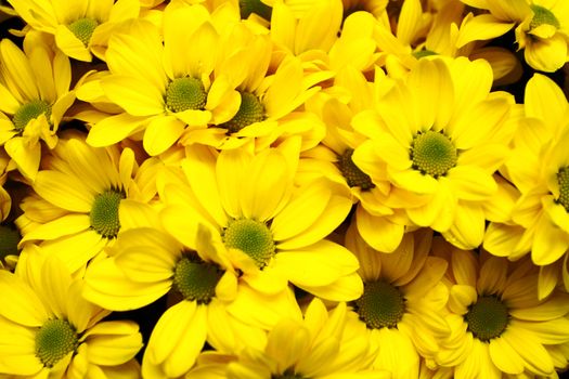 bouquet of fine yellow chrysanthemum bushes close up
