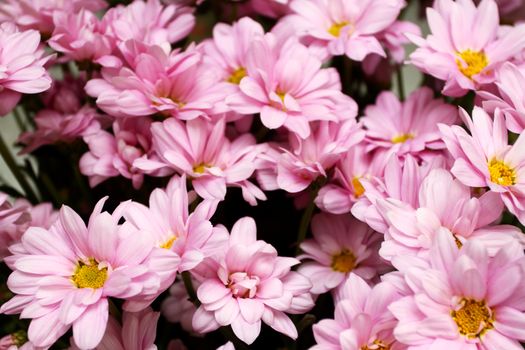 bouquet of fine pink chrysanthemum bushes close up