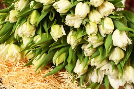 bouquet of beautiful white tulips close up