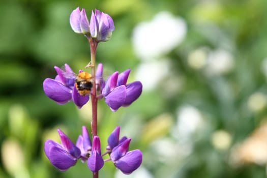 Violet flower a lupine on a stalk a close up