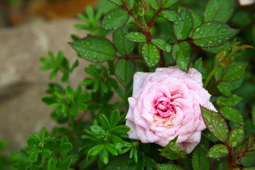 bud of a tea pink rose on a green bush