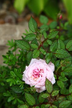 bud of a tea pink rose on a green bush