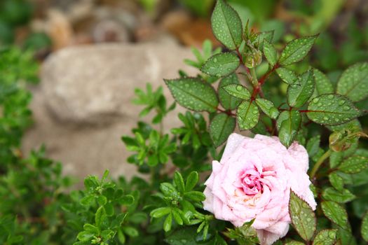 bud of a tea pink rose on a green bush