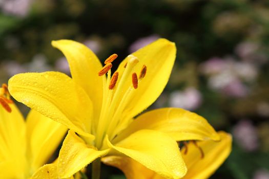 yellow lily a bud on a stalk a close up