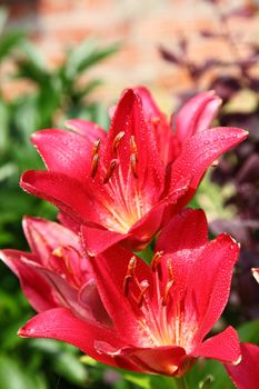 Red lily a bud on a stalk a close up