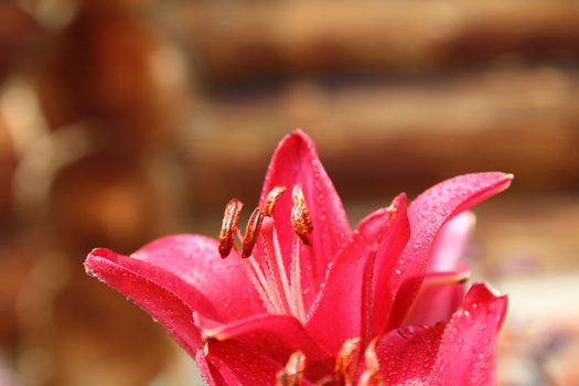 Red lily a bud on a stalk a close up