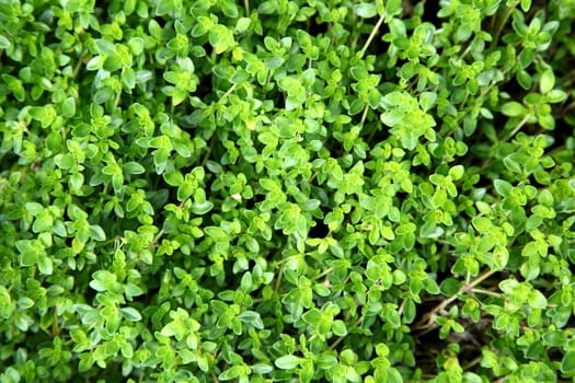 Thyme plant growing in the herb garden