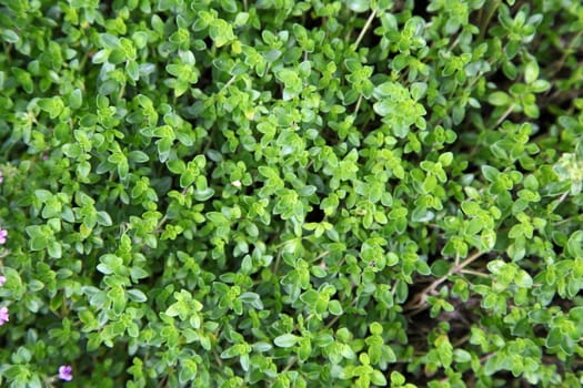 Thyme plant growing in the herb garden