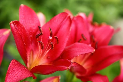 Red lily a bud on a stalk a close up