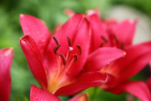 Red lily a bud on a stalk a close up