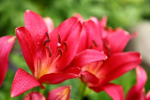 Red lily a bud on a stalk a close up