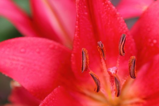 Red lily a bud on a stalk a close up