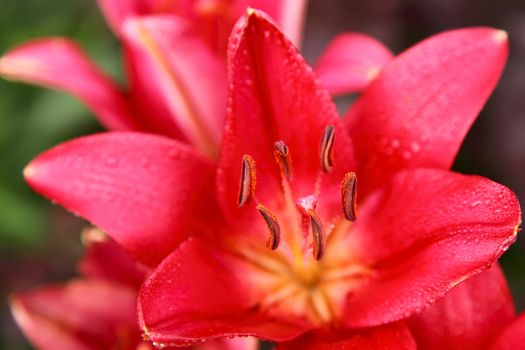 Red lily a bud on a stalk a close up