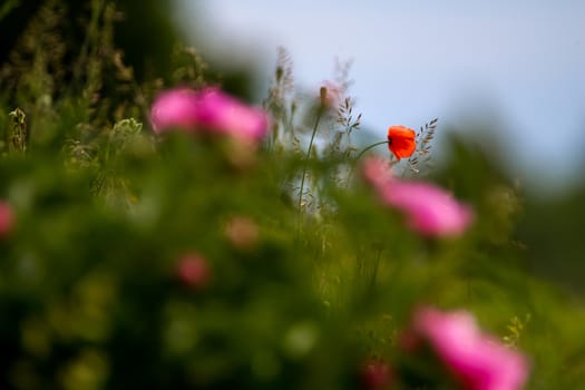 Red blooming poppy flowers on a green grass. Garden with poppy flowers. Nature field flowers in meadow. Blooming red poppy and pink flowers on summer wild meadow.

