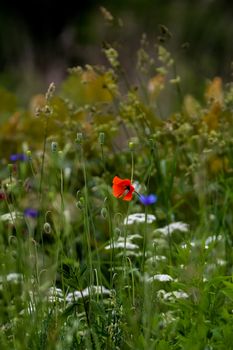 Red blooming poppy flowers on a green grass. Garden with poppy flowers. Nature field flowers in meadow. Blooming red poppy and white flowers on summer wild meadow.

