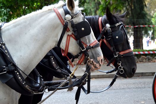 Drawn by two beautiful horses, black and white, standing in the center of the city for the entertainment of tourists.