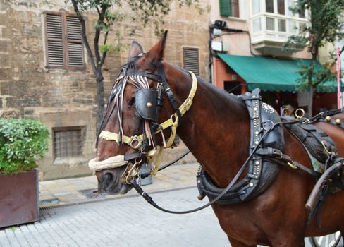 The muzzle of a brown harnessed horse close-up, the tourist center of Palma de Mallorca.