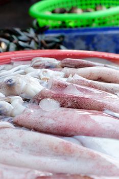 Fresh squid in seafood market