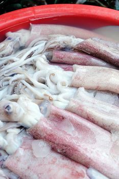 Fresh squid in seafood market