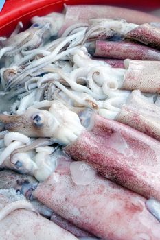 Fresh squid in seafood market