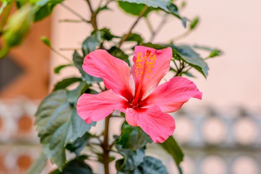 One Chaba flower (Hibiscus rosa-sinensis) chinese rose, red color, on upward direction, blooming in morning sunlight in isolated background. Vintage film look, With copy space room for text on left.