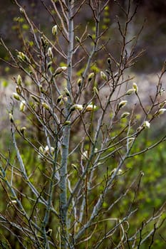 Magnolia bush in the spring, Latvia. Flowering bush with magnolia flowers. White flowering shrub on green field. Flowering shrub with magnolia flower in summer day, Latvia.