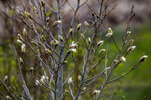 Magnolia bush in the spring, Latvia. Flowering bush with magnolia flowers. White flowering shrub on green field. Flowering shrub with magnolia flower in summer day, Latvia.