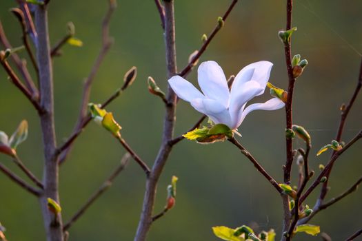 Flowering magnolia bush. Bush with magnolia flower. White flowering shrub on green field. Closeup of bush. Flowering shrub with magnolia flower in summer day, Latvia.