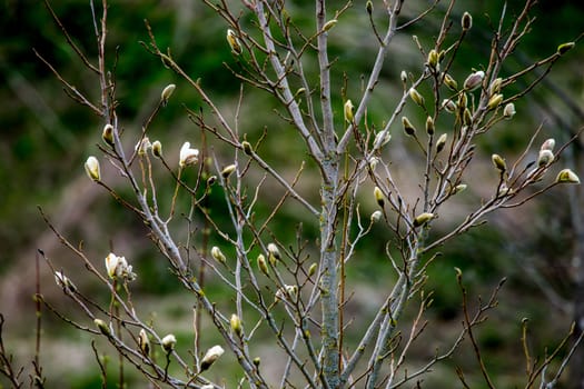 Magnolia bush in the spring, Latvia. Flowering bush with magnolia flowers. White flowering shrub on green field. Flowering shrub with magnolia flower in summer day, Latvia.