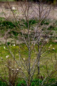 Magnolia bush in the spring, Latvia. Flowering bush with magnolia flowers. White flowering shrub on green field. Flowering shrub with magnolia flower in summer day, Latvia.