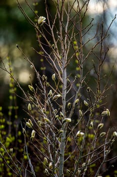 Magnolia bush in the spring, Latvia. Flowering bush with magnolia flowers. White flowering shrub on green field. Flowering shrub with magnolia flower in summer day, Latvia.