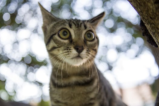 A striped kitten with a funny face on a walk climbs a tree in the garden. Closeup photo with beautiful blurred background