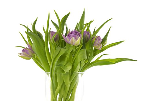 Pink tulips bouquet in vase isolated on white background