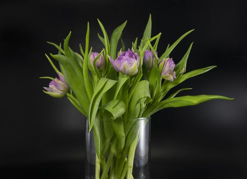 Pink tulips bouquet in vase isolated on black background