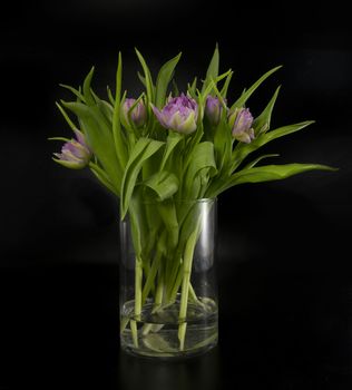 Pink tulips bouquet in vase isolated on black background