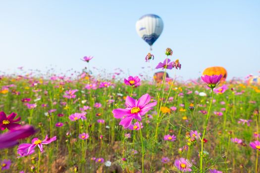 balloon in the cosmos flowers farm
