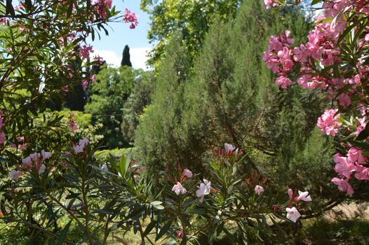 Beautiful view of evergreen trees through a frame of blooming coral oleander, Sunny day, Botanical Park.